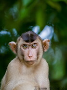10 Macaque monkey
