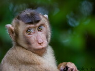 12 Macaque monkey