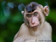 13 Macaque monkey