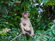 14 Macaque monkey