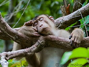 16 Macaque monkey