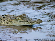 29 Crocodile
