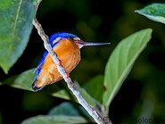 35 Azure kingfisher