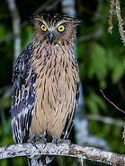 43 Tawny fish owl