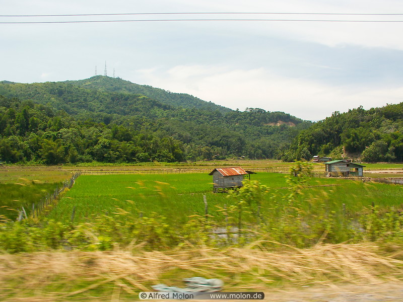 46 Rice fields along the road to Kota Kinabalu
