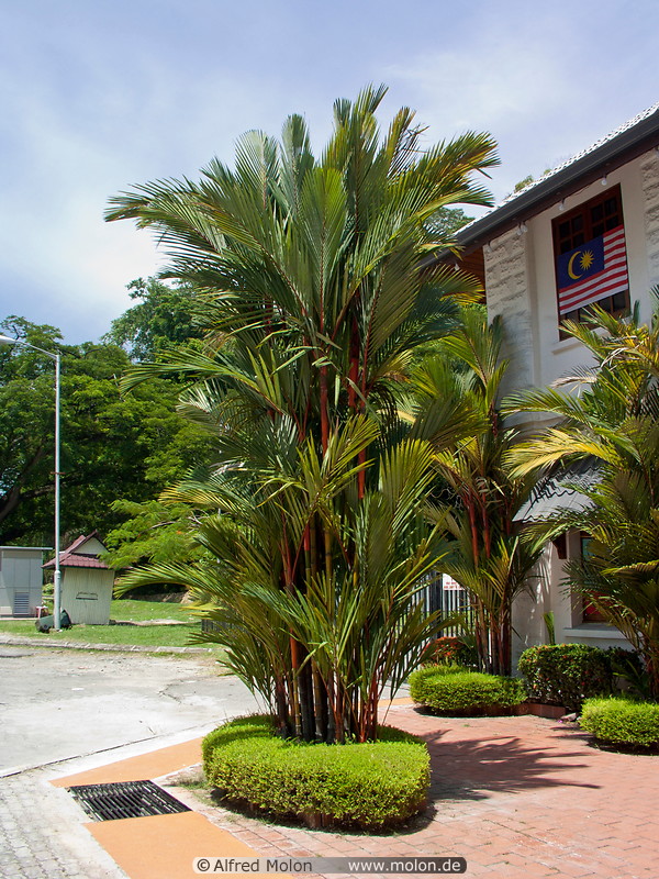 03 Palm tree
