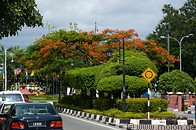 08 Royal Poinciana tree with red flowers