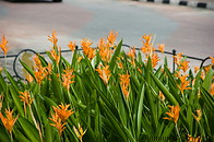 15 Orange flowers