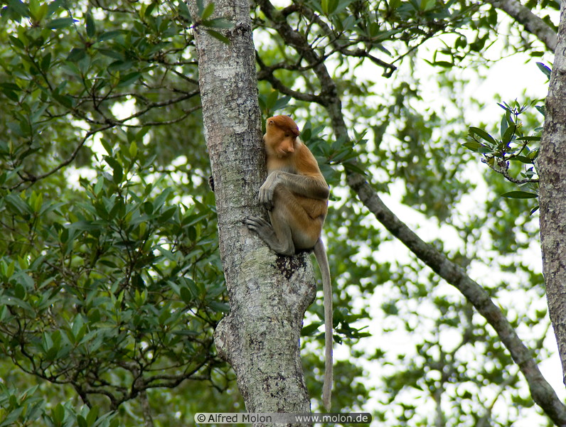 06 Proboscis monkey