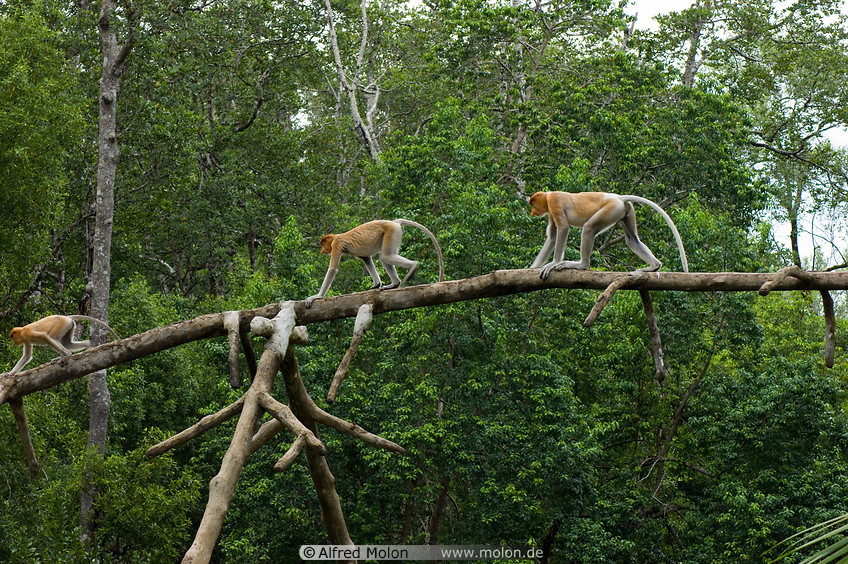08 Proboscis monkeys walking on tree trunk