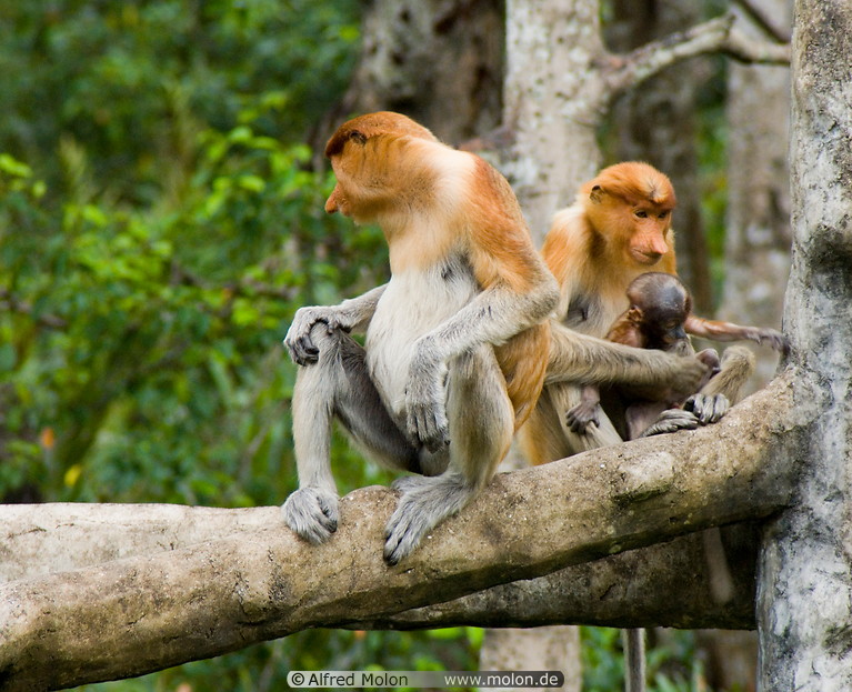 12 Proboscis monkeys with baby