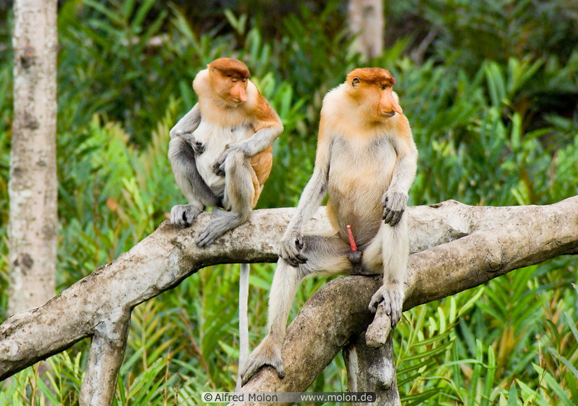 14 Female and male proboscis monkeys