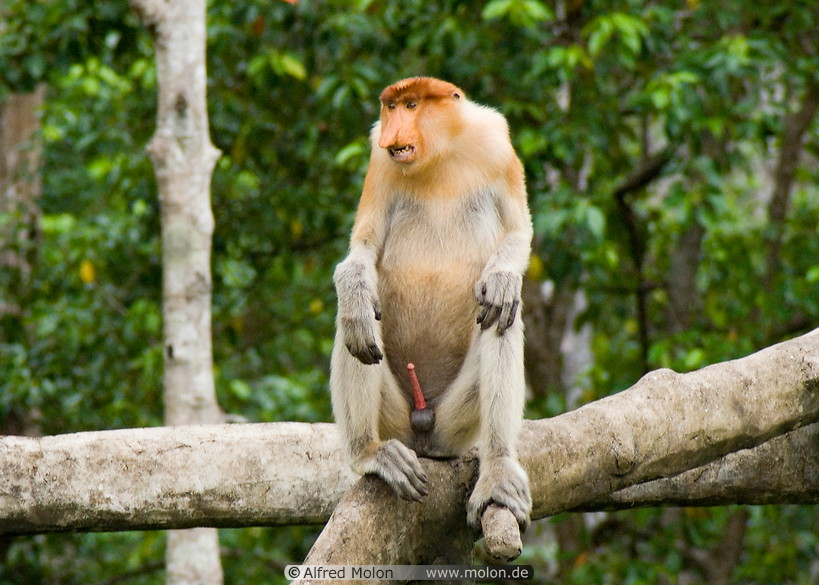 15 Male proboscis monkey