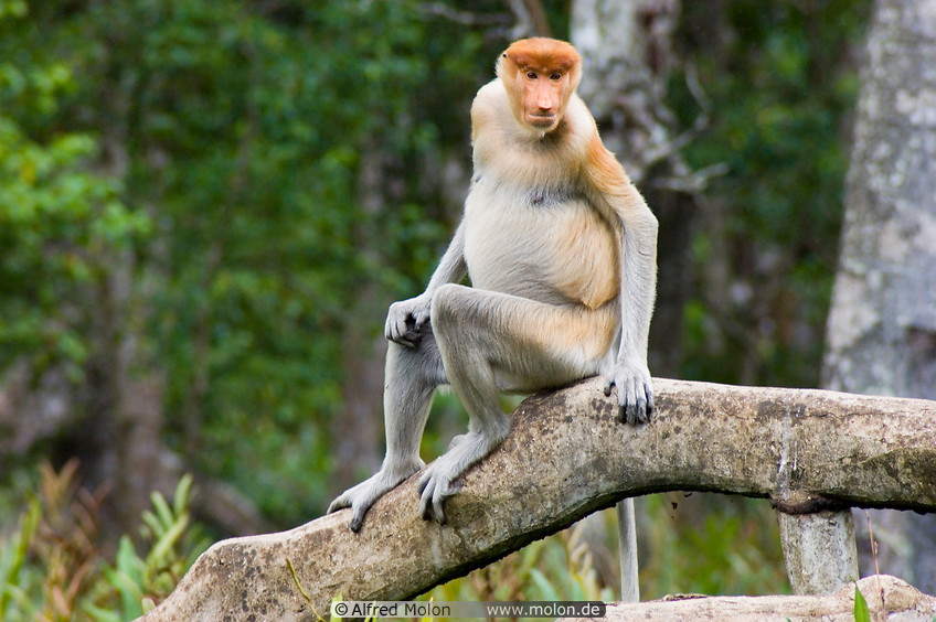 18 Female proboscis monkey