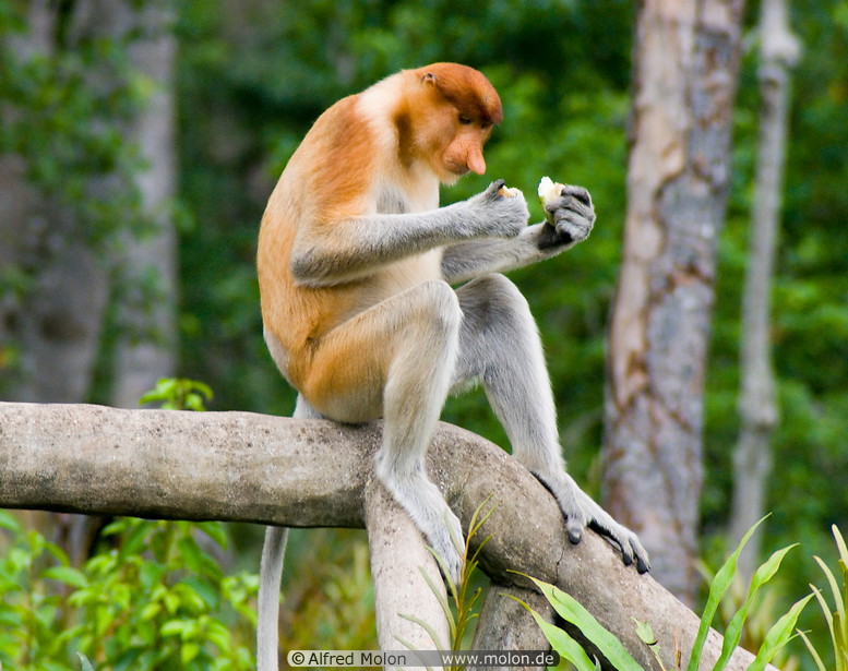 22 Proboscis monkey
