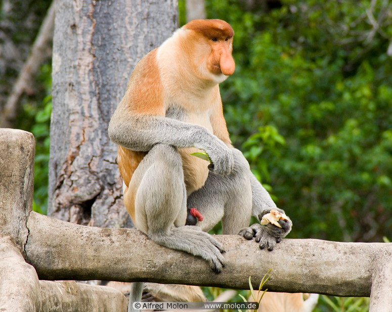 24 Male proboscis monkey