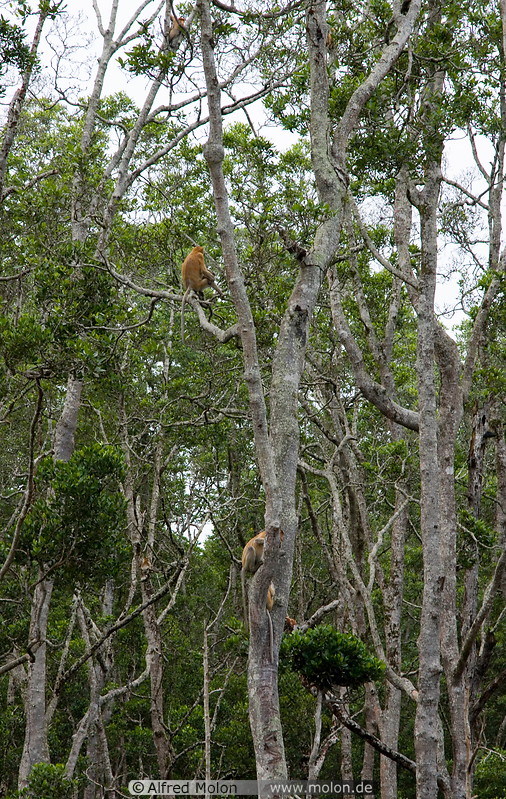 26 Proboscis monkeys on trees