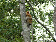 06 Proboscis monkey