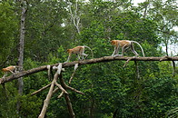 08 Proboscis monkeys walking on tree trunk