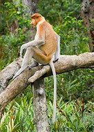 11 Proboscis monkey