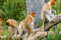 13 Proboscis monkeys
