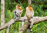 14 Female and male proboscis monkeys