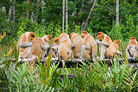20 Proboscis monkeys feeding