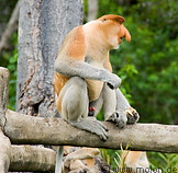 25 Male proboscis monkey