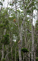 26 Proboscis monkeys on trees
