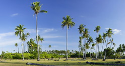 13 Coconut palms in the centre of Maiga