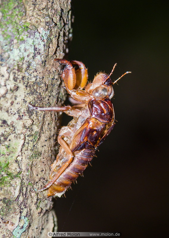 11 Cicada