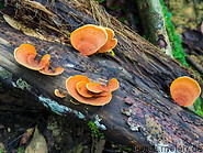 14 Orange mushrooms