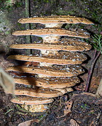 17 Stacked mushrooms