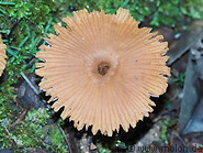 21 Umbrella mushroom
