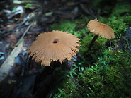 27 Umbrella mushrooms