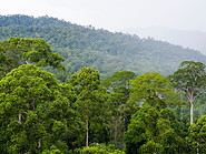 04 Maliau basin forest