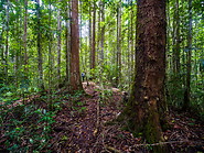 33 Rainforest trees