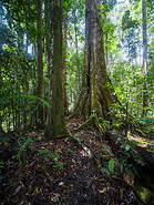 37 Rainforest trees