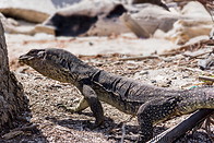 06 Monitor lizard