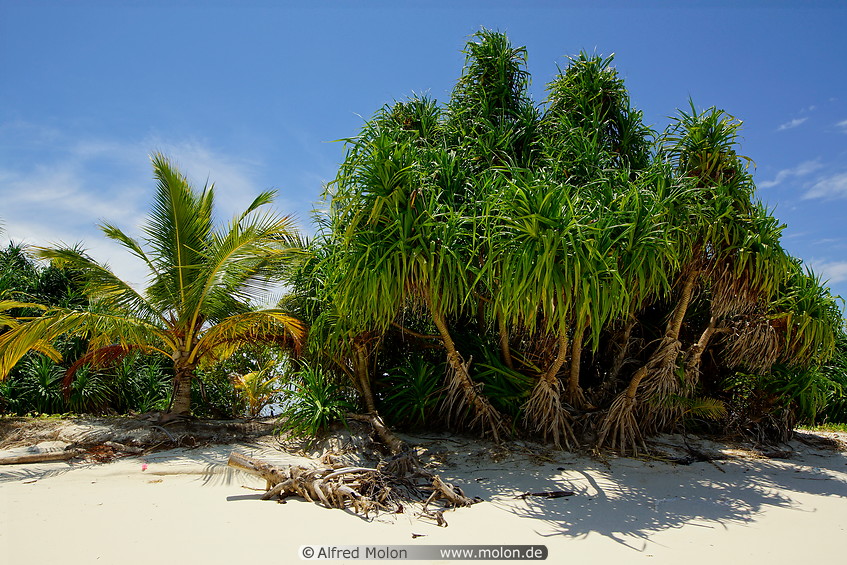 10 Beach vegetation