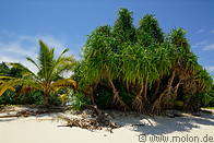10 Beach vegetation