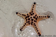 12 Starfish