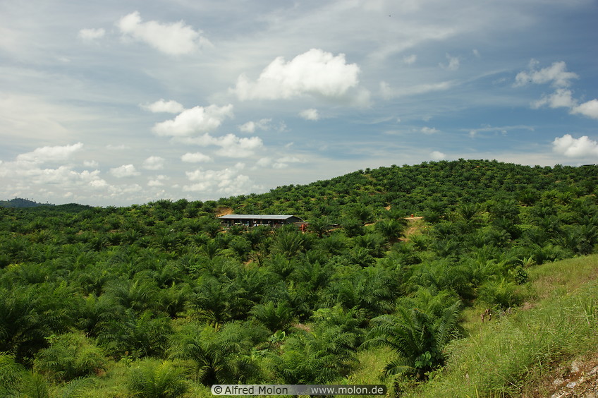01 Oil palm plantation
