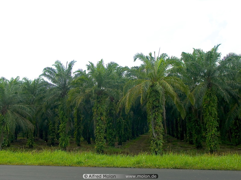 10 Oil palms