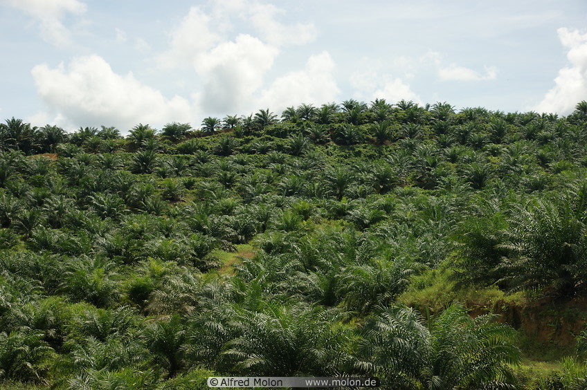 13 Oil palm plantation