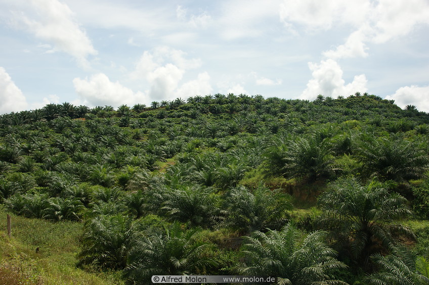 14 Oil palm plantation