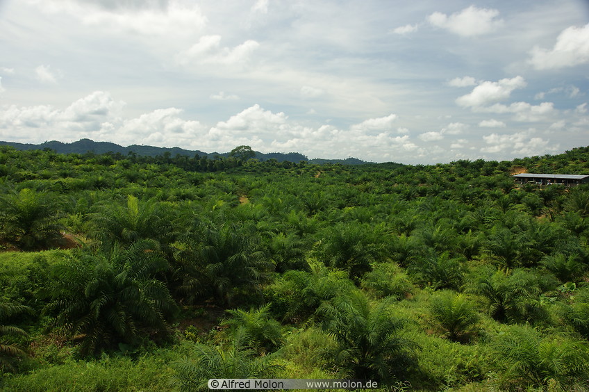 15 Oil palm plantation