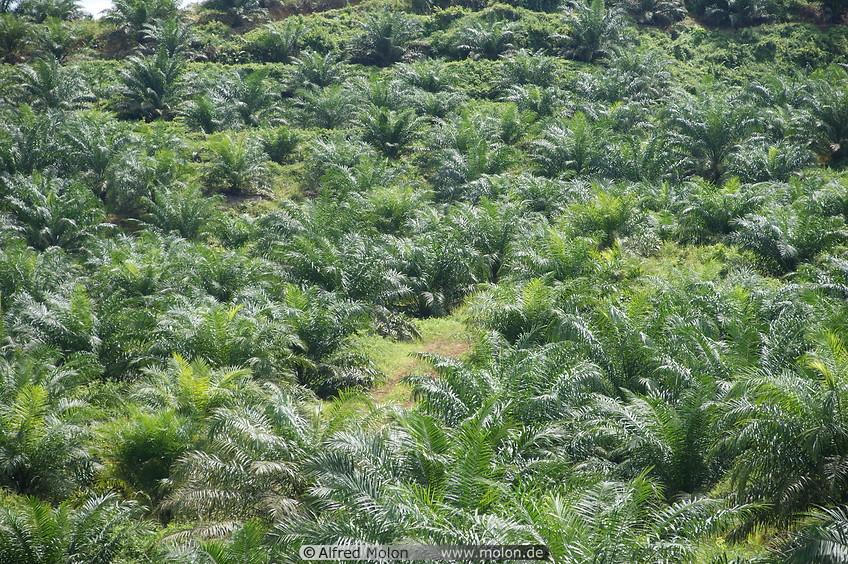16 Oil palm plantation