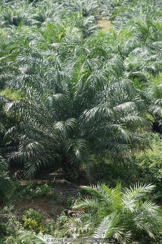 20 Oil palm plantation