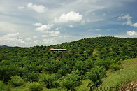 01 Oil palm plantation